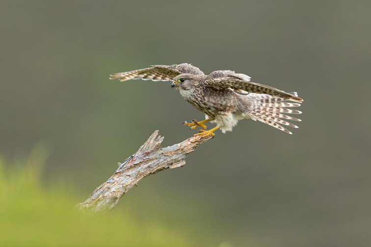 Merlin (Falco columbarius) adult female alighting onto perch